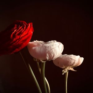 Lavender Rose & Lily Mix