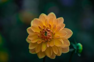 Bright Sunflower & Lavender Bouquet